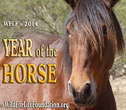 Join Friends to Horses